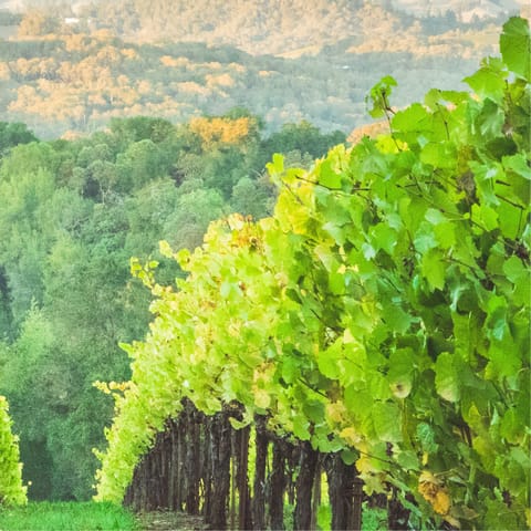 Wind your way through the Penedès wine region