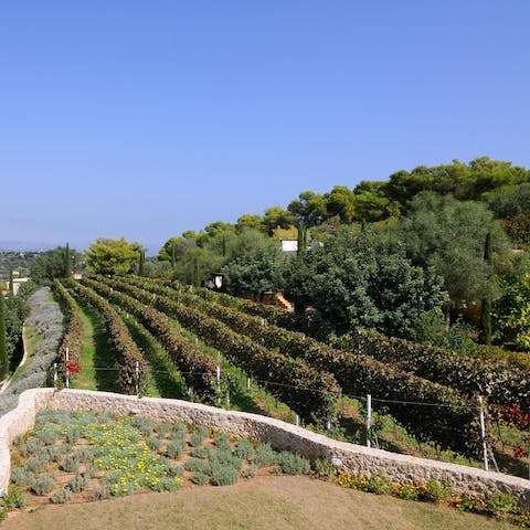 Taste the wine from the vineyards at the back of the home 