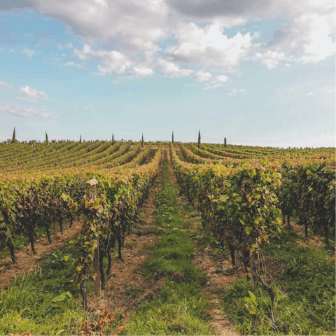 Meander through the vines to a wine tasting