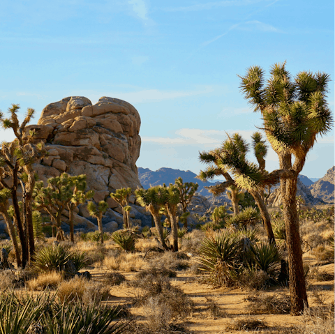 Drive just twenty minutes to reach the gates of Joshua Tree National Park