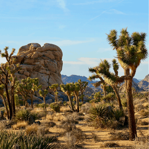 Drive just twenty minutes to reach the gates of Joshua Tree National Park