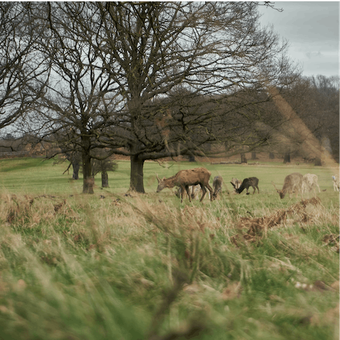 Go deer spotting in Richmond Park, just a stroll away