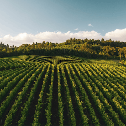 Explore California's famous Wine Country