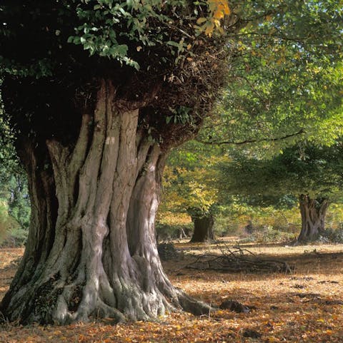 Marvel at ancient trees while wandering Hatfield Forest – it's a short drive away