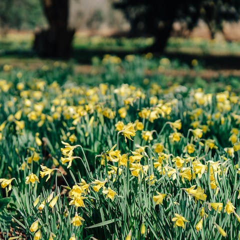 Admire the reserve's daffodils in the spring