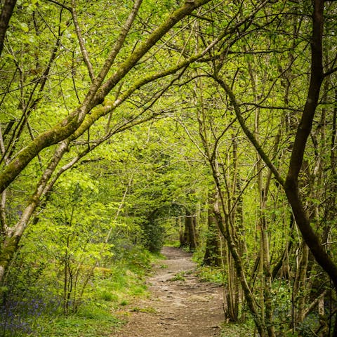 Hike around Whichwood Forest – it's only fifteen minutes away by car