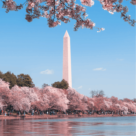 Admire the iconic sights of Downtown Washington D.C.