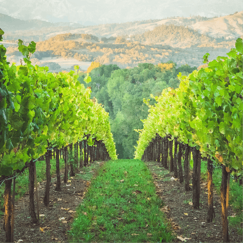 Tour the area's many vineyards, tasting along the way – Chianti Wine Tour are a nine-minute drive away and are great for exploring the region