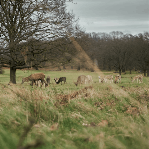 Witness gorgeous scenery and gentle wildlife at Richmond Park