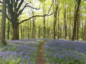 The Forester image 13