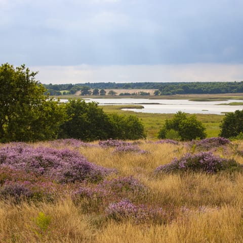 Explore Suffolk's nearby unique heathlands which are an Area of Outstanding Natural Beauty