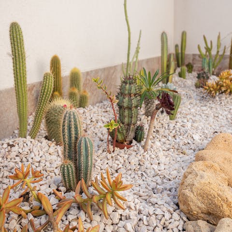 Count the cacti in the little succelent garden