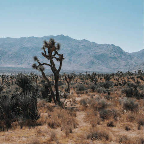 Stay less a mile from the entrance to Joshua Tree National Park