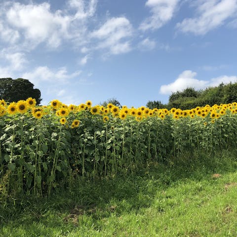 Wander through the organic farm on your doorstep and discover the sunflower fields