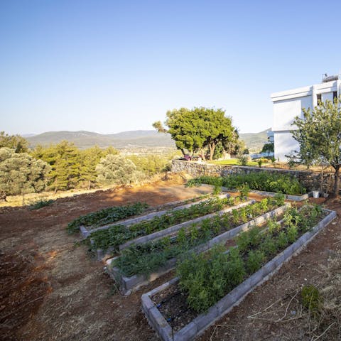 Pick vegetables from your garden for a fresh dinner alfresco