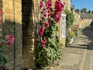 The Apple Tree image 14