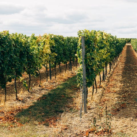 Spend an afternoon at the Stonington Vineyards, just fifteen minutes away by car
