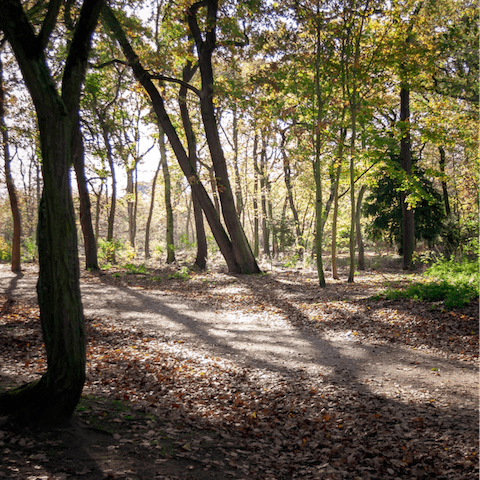 Go for a stroll in the Bois de Boulogne, just one street away