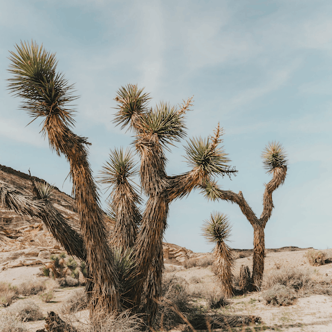 Trek through the wild landscapes of Joshua Tree National Park, nine minutes from home