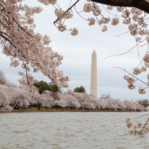 Explore Washington D.C and its beautiful nature – cycle down the canal path, kayak across the river, or enjoy lunch on the harbour