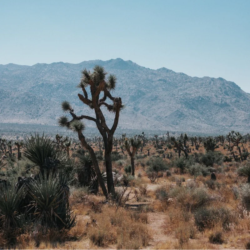 Explore Coachella Valley – Joshua Tree National Park is under an hour's drive