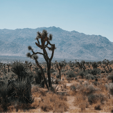 Explore Coachella Valley – Joshua Tree National Park is under an hour's drive
