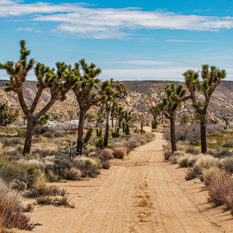 Take a half-hour drive to the Joshua Tree National Park