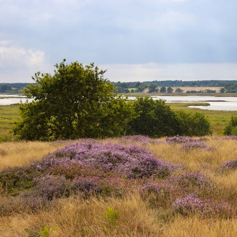 Explore the beautiful Suffolk heathlands