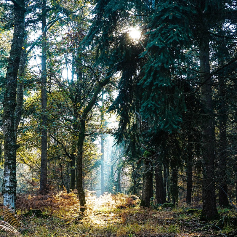 Explore the area's beautiful hiking trails