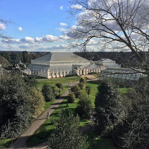 Stroll eleven minutes to Kew Gardens and admire tropical plants in the glasshouse
