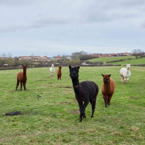 Meet the alpacas in the adjacent field
