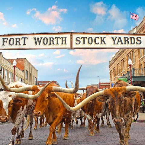 Don't miss a day out at The Stockyards with prized cattle on display