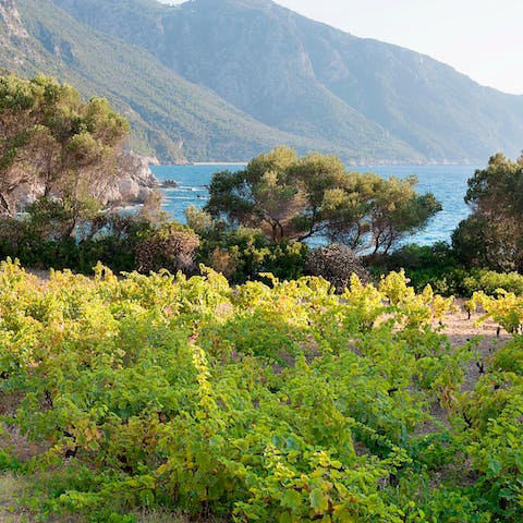 Stroll through your very own vineyard on a sunny afternoon