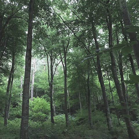 Make the beautiful woodland hike up to Hanter Hill