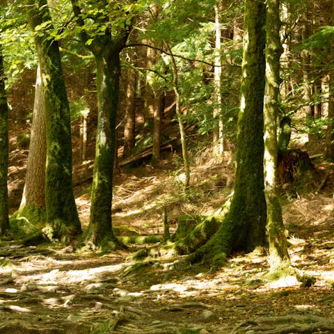 Go for a stroll around peaceful Hay Wood, under 7 miles away 