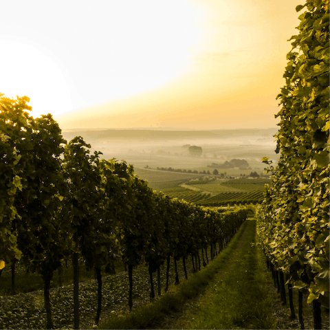 Stay right beside a large vineyard in the Binissalem wine region