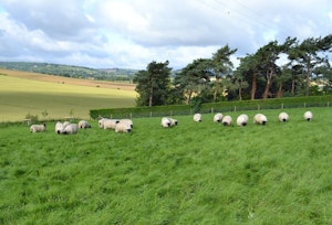 The Midsummer Song image 2