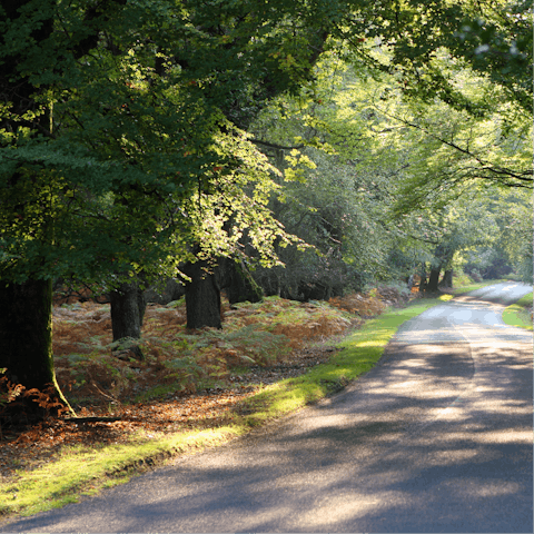 Pull on your hiking boots and explore the New Forest National Park