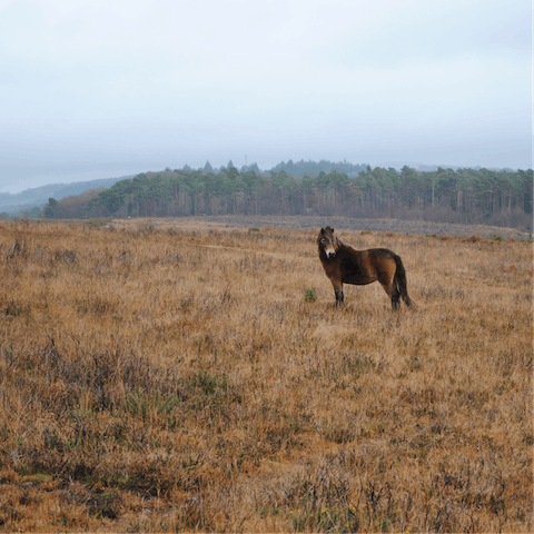 Explore the beauty of Exmoor National Park, only minutes away by car