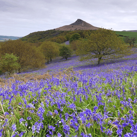 Climb to the top of the distinctive Roseberry Topping for far-reaching views, approximately forty-five minutes away