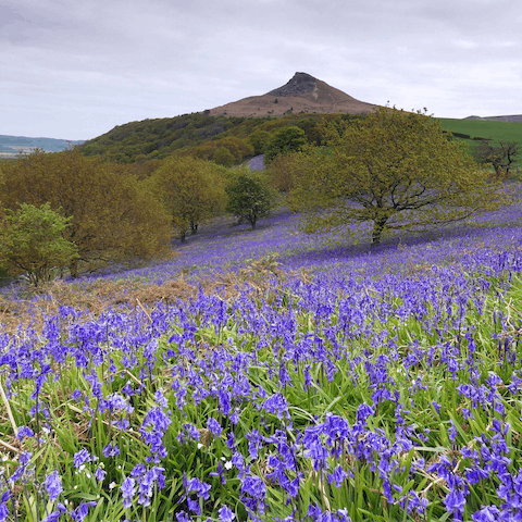 Climb to the top of the distinctive Roseberry Topping for far-reaching views, approximately forty-five minutes away