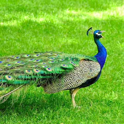 Book a feeding time session with one of the fifty animals on site