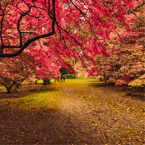 Hop in the car for a visit to the beautiful Westonbirt Arboretum 