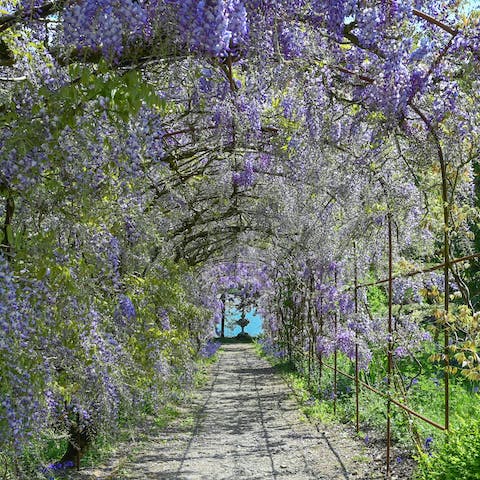 Explore the grounds and gardens and take a photo under the lavender arch