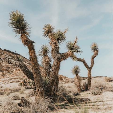 Drive forty-five minutes to Joshua Tree National Park and hike the breathtaking desert landscape