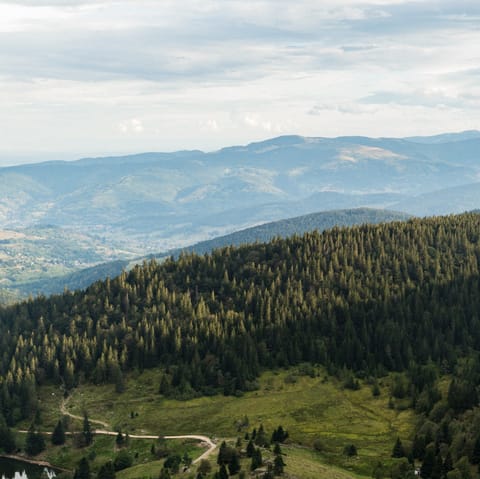 Explore the tree-covered hills of the nearby Vosges Mountains