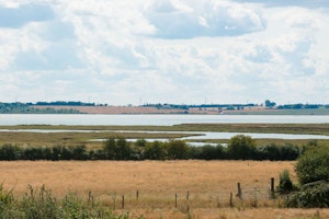 The Marsh Harrier image 9