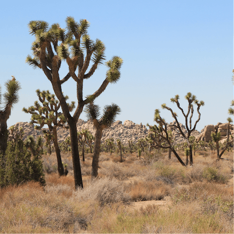 Explore Joshua Tree National Park from your base by the entrance