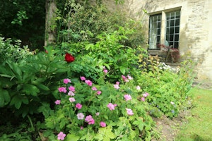 Geranium & Oak image 6