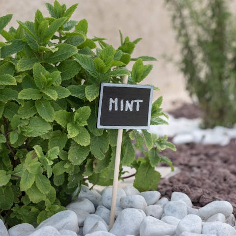 Enhance your home cooked meals with fresh herbs from the garden